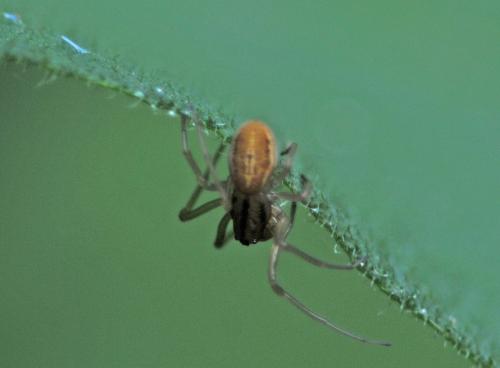 Réf. 267 876 : Pachygnatha clercki